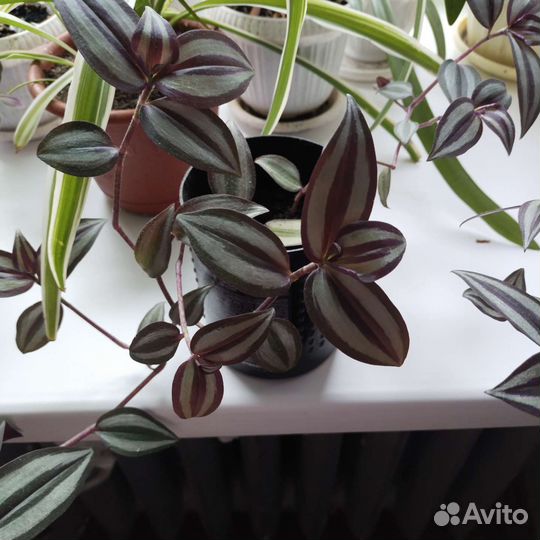 Цветы домашние