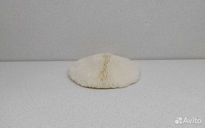 Длина 14,1 см