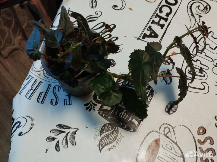 Бегония ампельная