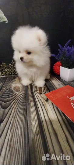 Щенки шпица мини