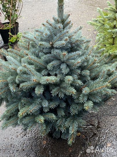 Ель голубая