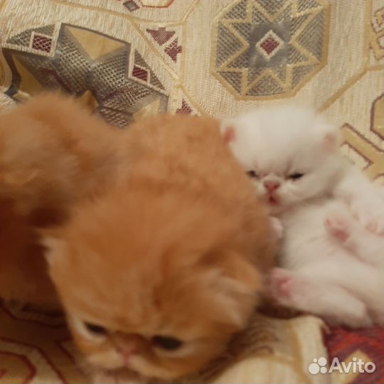 Персидская