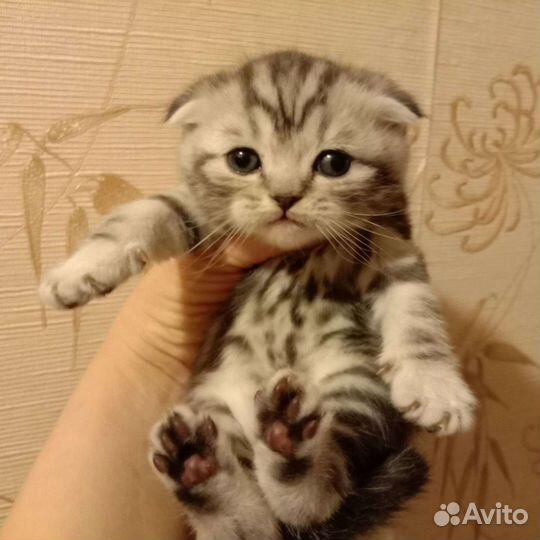 Шотландские