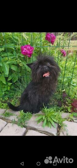 Аффенпинчер