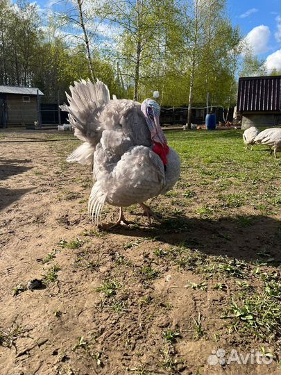 Индюшки индюки аспидные голубые