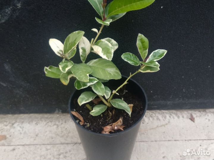 Лимон варегатный Эврика