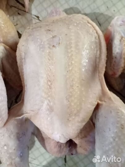 Мясо курицы