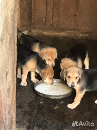 Щенки русской гончей