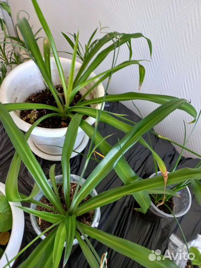 Гиппиаструм, герань, алоэ, декабрист, мята, хлороф