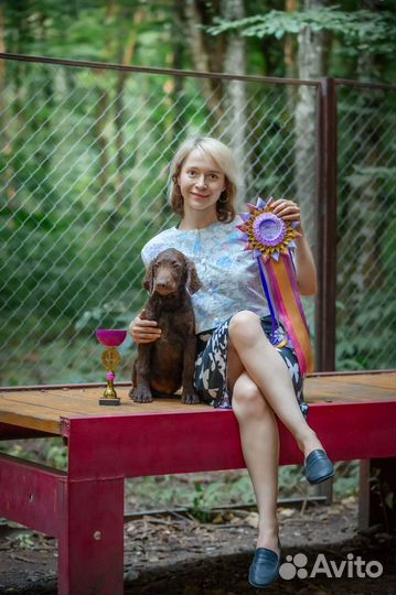 Курчавошерстный Ретривер щенки