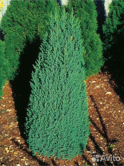 Можжевельники, ели сортовые. Вышлю почтой