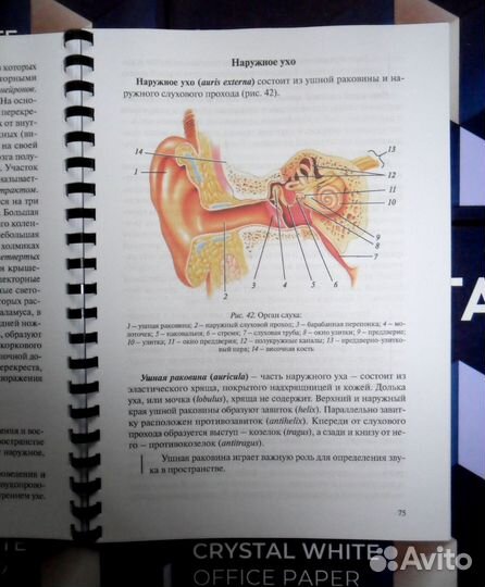 Анатомия нервной системы и органов чувств