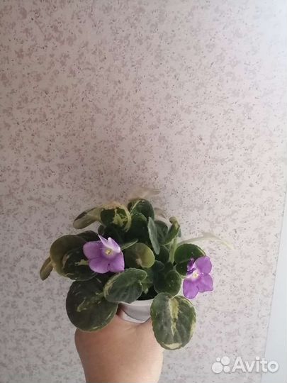 Хлорофитум