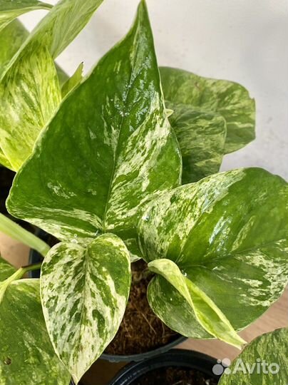 Сциндапсус марбл квин