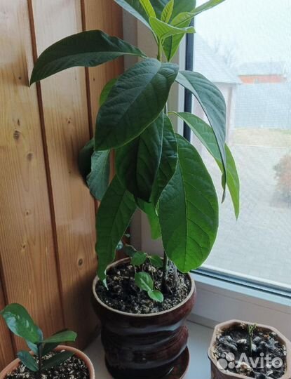 Авокадо, кафрский лайм