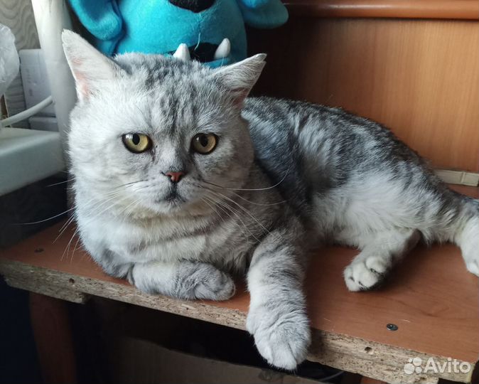 Шотландская