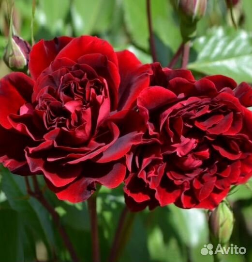 Кустовые розы