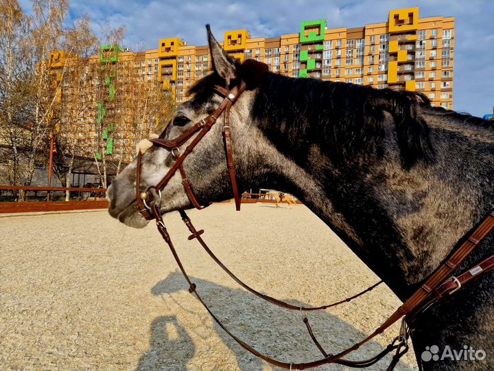 Жеребец, 2019 г.р