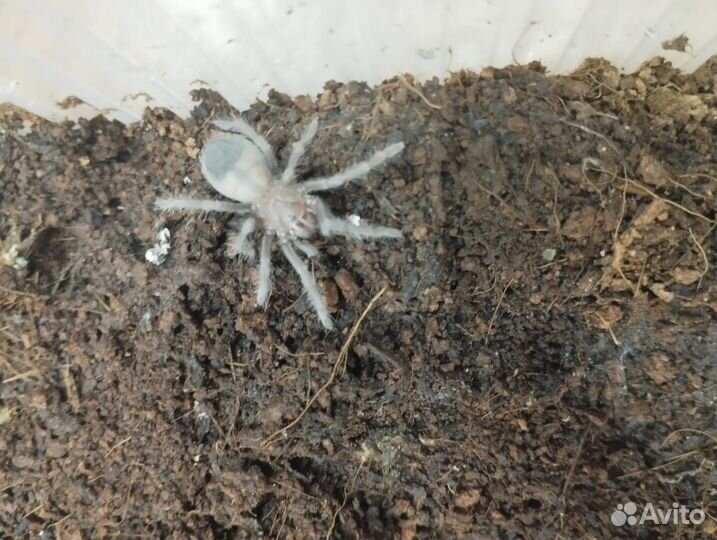 Паук птицеед