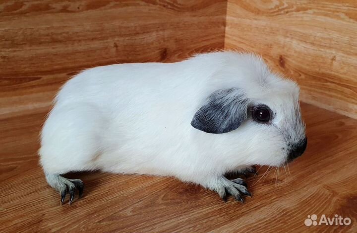 Морская свинка. Девочка