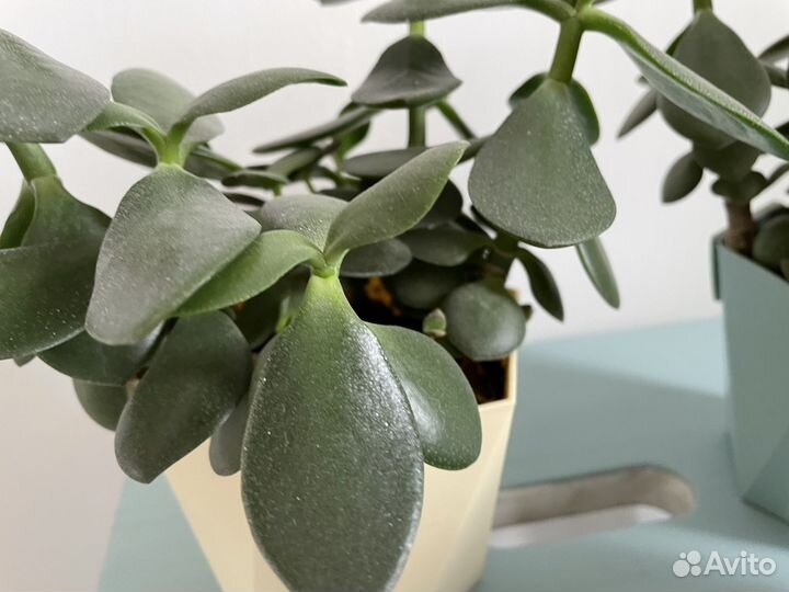 Цветок Крассула толстянка обмен