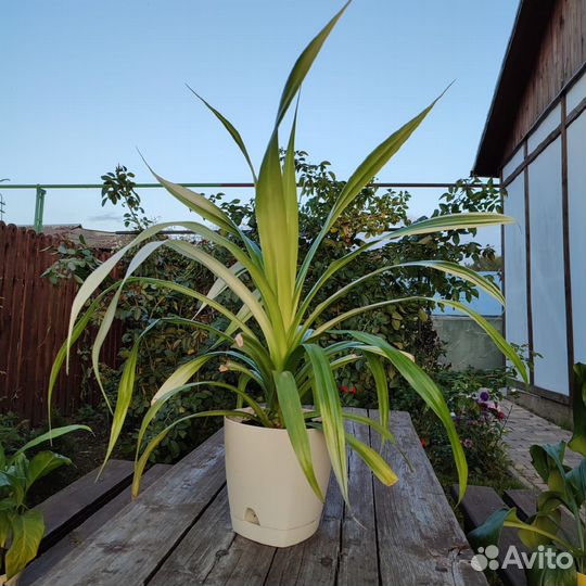 Пальма панданус