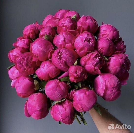 Пионы оптом