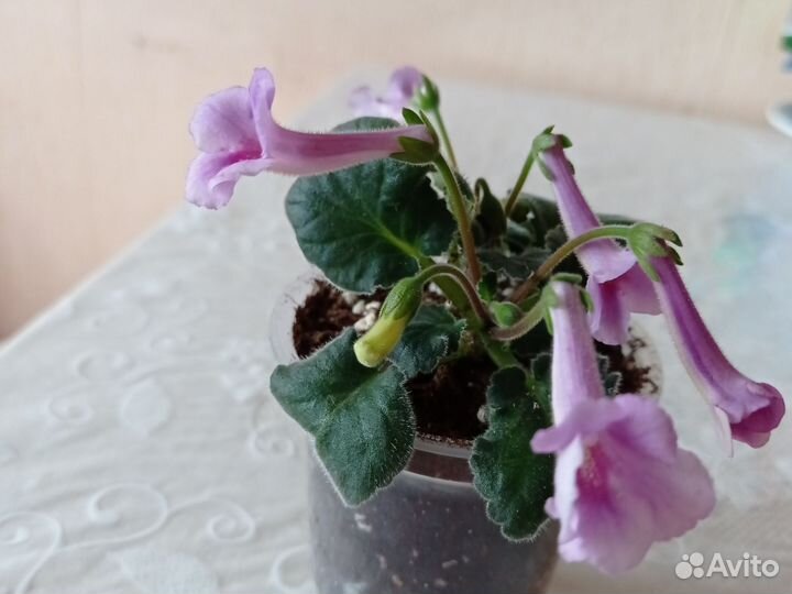 Комнатные растения