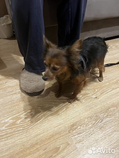 Собака на передержку