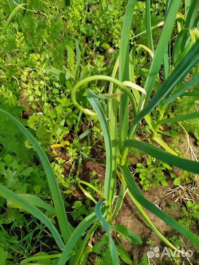 Чесночные стрелки