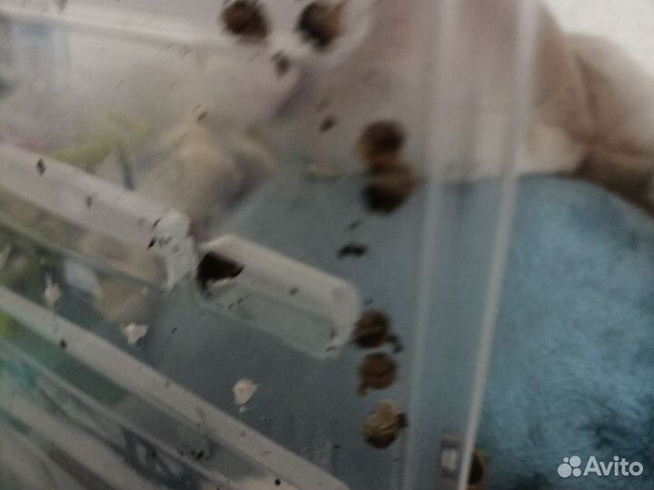 Улитки ахатины бесплатно