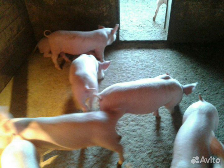 Поросята крупная белая