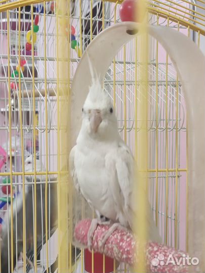 Попугай корелла