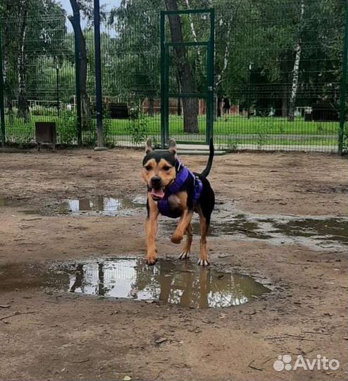 Собака в добрые руки
