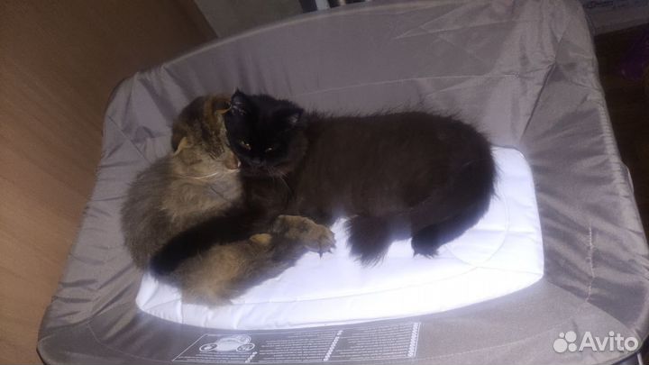 Коты в добрые руки