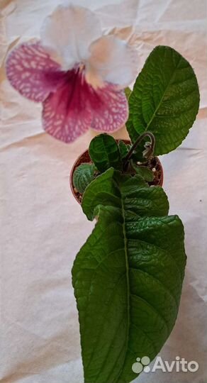 Стрептокарпус, фиалка