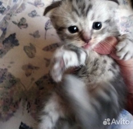 Шотландские котята