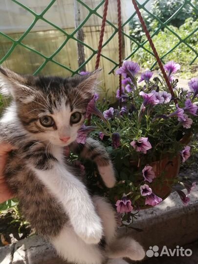 Котенок (девочка) 2 месяца