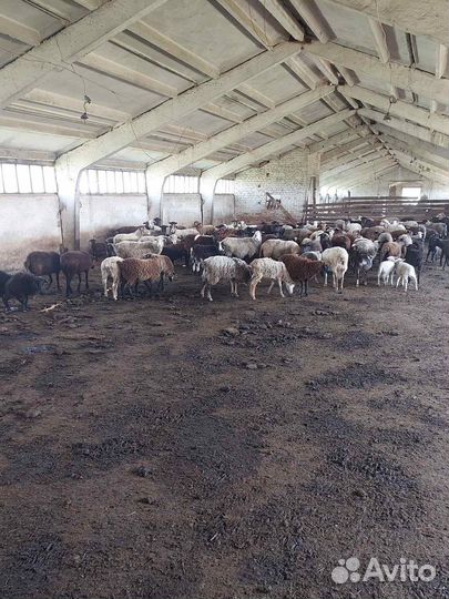 Овцы бараны ягнята