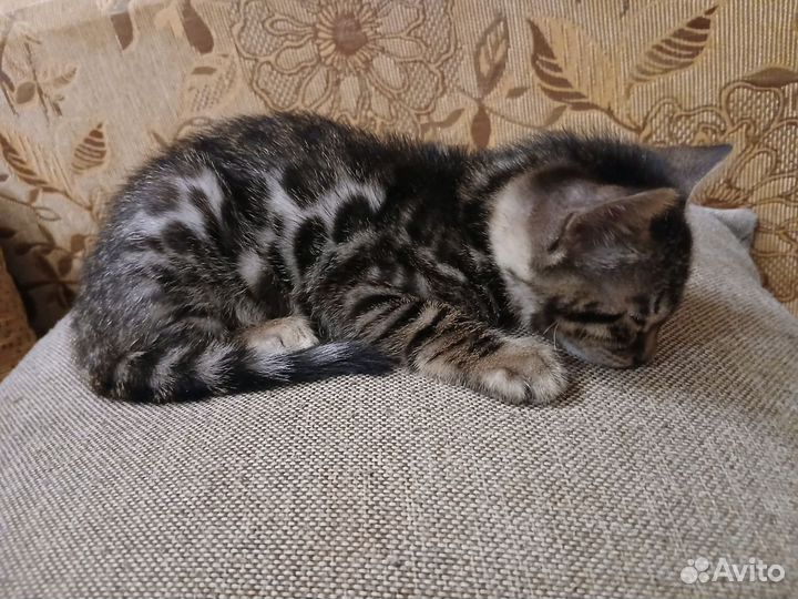 Бенгальский котенок