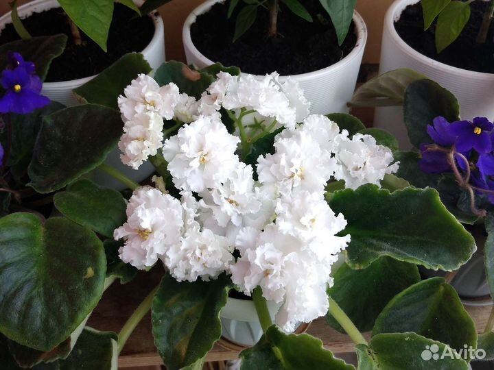 Сортовые фиалки