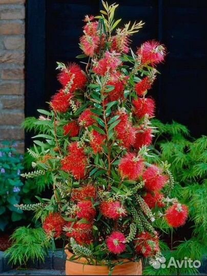 Каллистемон