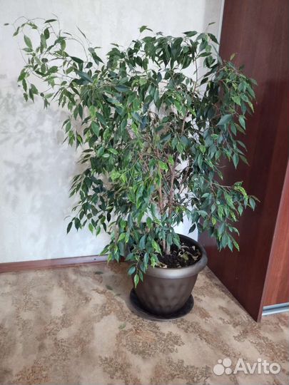 Фикус бенджамина большой