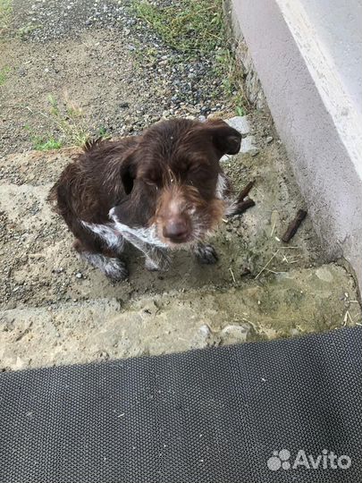 Собака Дратхаар