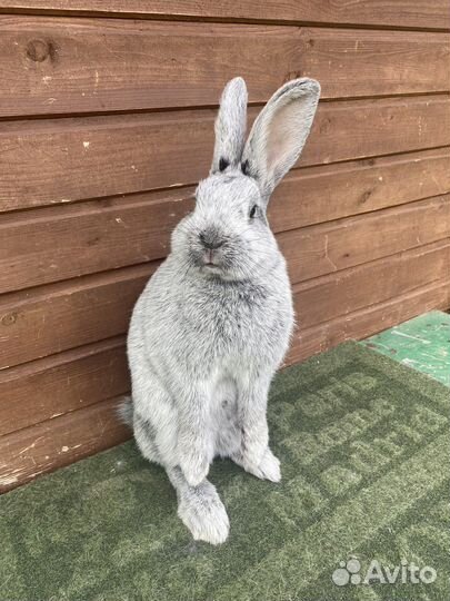 Кролики породы бсс большое светлое серебро