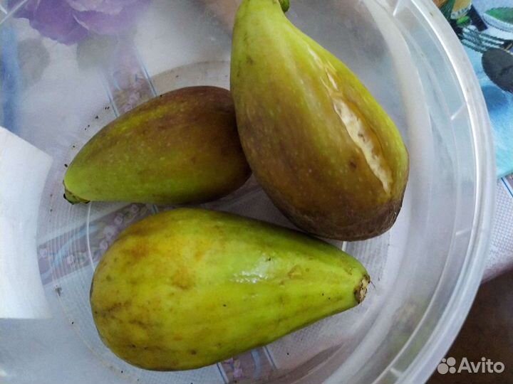 Мушмула,ежевика, кипрский базилик