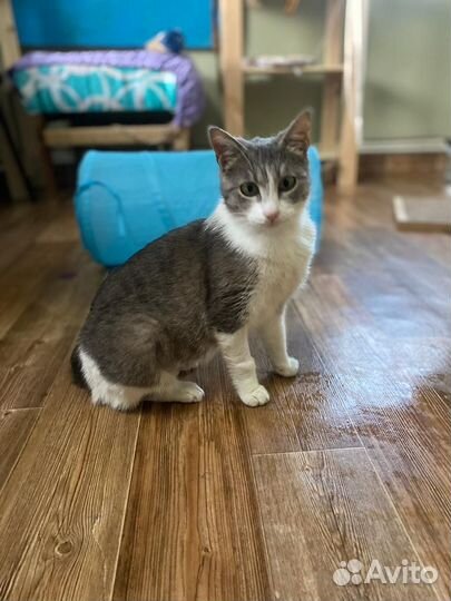 Кошечка Зося