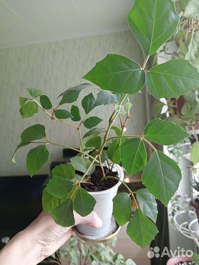 Циссус (березка или комнатный виноград)