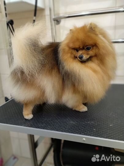 Стрижка животных на Макаренко