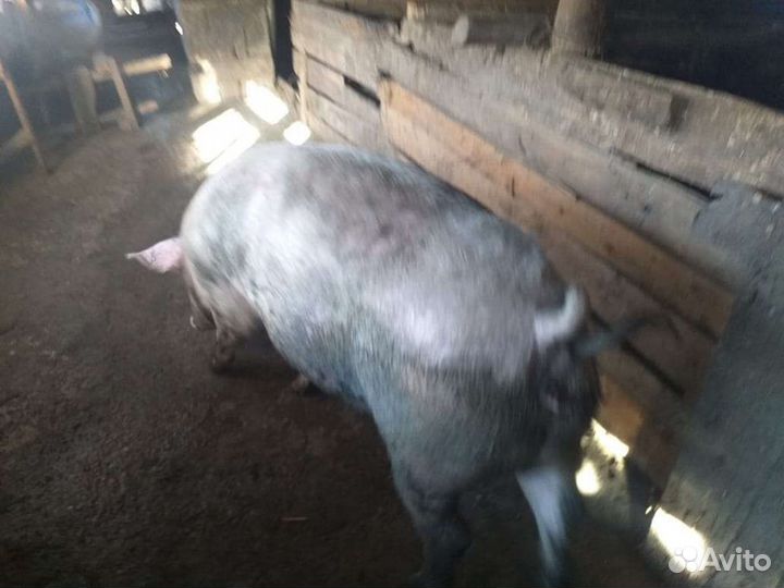 Мясо из села, свежее